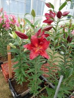 [5339 Avinger Mak No01.JPG]